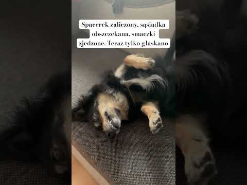 Taka to pożyje #pies