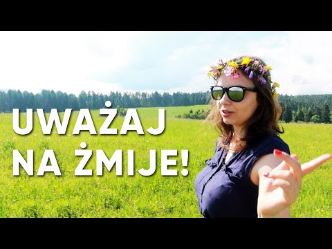 Uważaj na Żmije! Bieszczadzki Vlog v3 #98